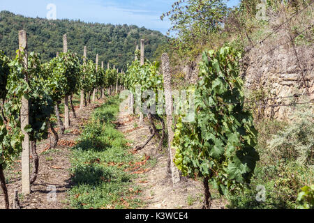 Vignoble Sobes est l'unique et le plus ancien vignoble de la République tchèque, situé dans le parc national de Podyjí Thayatal,, près de Znojmo, République Tchèque Banque D'Images