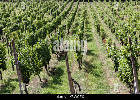 Vignoble Sobes est l'unique et le plus ancien vignoble de la République tchèque, situé dans le parc national de Podyjí Thayatal,, près de Znojmo, République Tchèque Banque D'Images