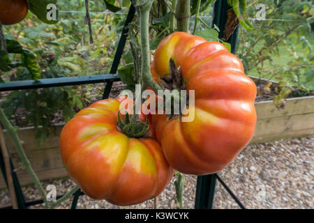 Tomates Brandy vin, une grande variété du patrimoine, grandissant dans une serre. Banque D'Images