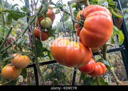 Tomates Brandy vin, une grande variété du patrimoine, grandissant dans une serre. Banque D'Images