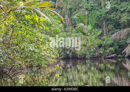 Rivière en forêt tropicale au Costa Rica Banque D'Images