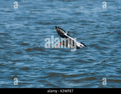 Eurasian oystercatcher huîtrier pie, commune, Haematopus ostralegus, en vol au-dessus de l'eau Banque D'Images