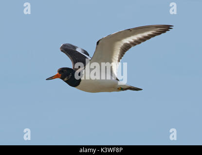 Eurasian oystercatcher huîtrier pie, commune, Haematopus ostralegus, en vol sur fond de ciel bleu Banque D'Images