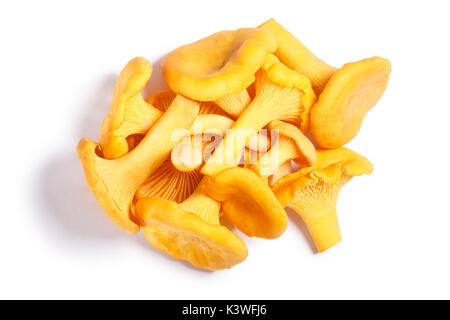 Pile de Girolles ou champignons girolles (Cantharellus cibarius), vue d'en haut. Chemins de détourage, séparés de l'ombre Banque D'Images