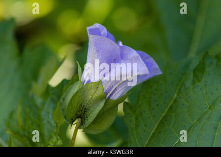 Une fleur sur un shoo-fly Nicandra physalodes (usine) Banque D'Images