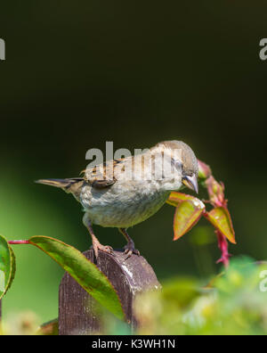 Portrait de femme House Sparrow (Passer domesticus) perçant sur un poste au début de l'été à West Sussex, Angleterre, Royaume-Uni. Banque D'Images