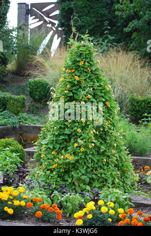 Jardin de l'herb farm restaurant, Bannockburn, WA. USA - Thunbergia vine trellis teepee Banque D'Images