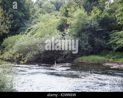 Assis dans la rivière Heron Taff, Cardiff. Banque D'Images