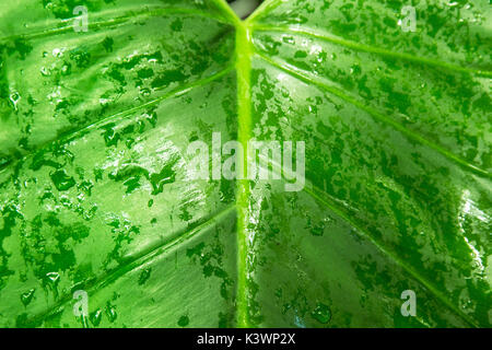 Grande feuille verte à partir de la jungle rainforest avec de l'eau gouttes Banque D'Images
