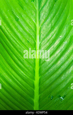 Grande feuille verte à partir de la jungle rainforest Banque D'Images