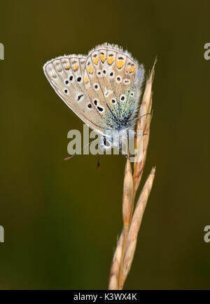 Papillon bleu commun - polyommatus icarus dessous masculins sur tige d'herbe Banque D'Images