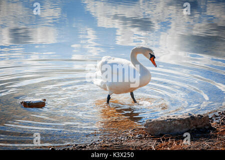 Vue de plein-corps d'une bosse swan (Lat : Cygnus olor) sur les rives du lac Weissensee près de la ville de Füssen en Bavière. Banque D'Images