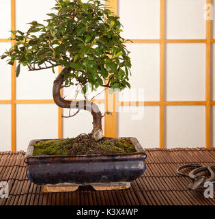 L'intérieur japonais avec arbre de bonzaies et élagage ciseaux Banque D'Images