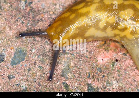 Limace jaune (Limacus flavus) Banque D'Images