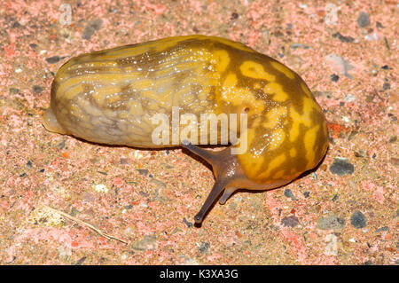 Limace jaune (Limacus flavus) Banque D'Images