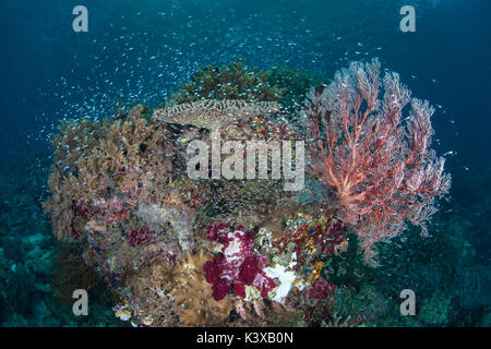 De beaux coraux et une pléthore de poissons se développer sur un récif dans Raja Ampat, en Indonésie. cette région éloignée est connue pour la biodiversité marine spectaculaire. Banque D'Images