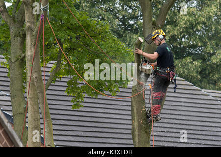 Tree Surgeon travaillant dans les équipements de protection, à l'aide de cordes d'escalade pour la sécurité & holding tronçonneuse, riches en branches d'arbre de jardin - Yorkshire, Angleterre, Royaume-Uni. Banque D'Images