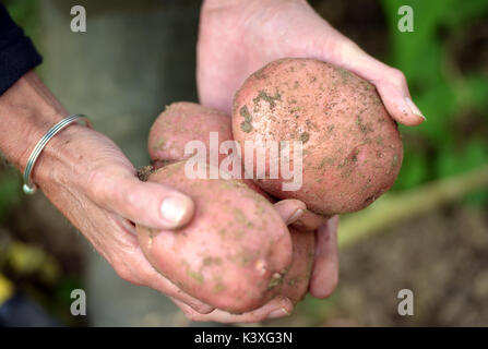 Mains tenant la pomme rouge nouvellement creusé Banque D'Images