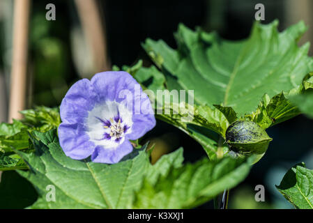 Une fleur sur un shoo-fly Nicandra physalodes (usine) Banque D'Images