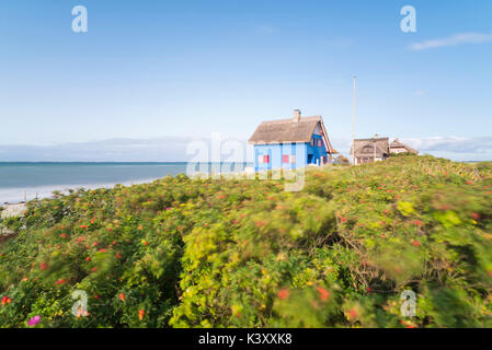 Maison de plage Bleu historique avec toit de chaume et de chien rosiers brouillée par le vent sur la péninsule de graswarder à Heiligenhafen, Allemagne Banque D'Images