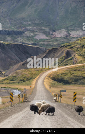 Les moutons bloquer une route dans l'Est de l'Islande. Banque D'Images