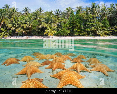 Image fractionnée sur et sous la surface de la mer près du rivage d'une plage tropicale au-dessus de la flottaison et des étoiles de mer sur une plage de sable sous-marine, des fonds marins de la mer des Caraïbes Banque D'Images