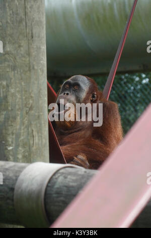 Les jeunes orang-outan mâle dans un zoo, appelant. Banque D'Images