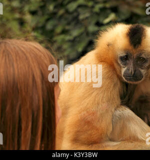 Femme black-crested Gibbon (Hylobates concolor) à un enfant à Banque D'Images