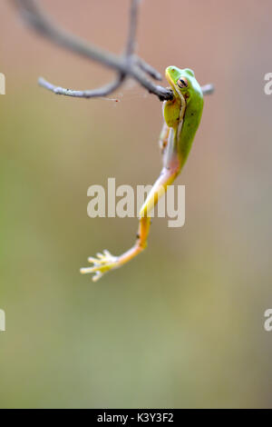 Droit de motivation - Tenez - rainette versicolore rainette verte (Hyla cinerea) suspendu à une branche dans le sud de l'Illinois. Banque D'Images