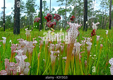 Blanc en voie de disparition en tête de la sarracénie pourpre (Sarracenia leucophylla) croissant dans une tourbière dans l'enclave de la Floride. Banque D'Images