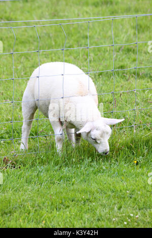 Un mouton mange de l'herbe à travers une clôture : "l'herbe est toujours plus verte de l'autre côté' Banque D'Images