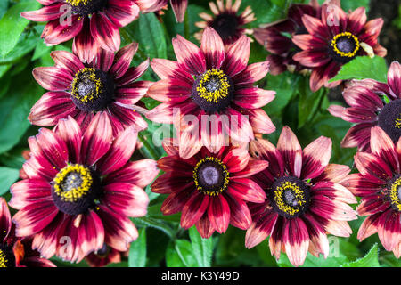 Red Rudbeckia 'Cherry Brandy' fleurs d'été Rudbeckia Flowerheads Black Eyed Susan Rudbeckia hirta Cherry Brandy Flower Flower Heads jardin d'été Banque D'Images