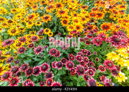 Rouge Rudbeckia cerise Brandy fleurs et autres Rudbeckias jardin d'été Flowerbed Black Eyed Susan Mixed Rudbeckia hirta Rudbeckia Sonora, Prairie Sun Banque D'Images