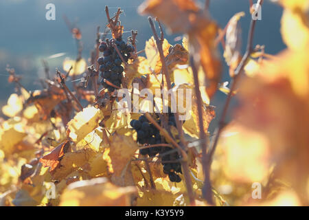 Pinot Noir à la fin de l'automne, la lumière du soleil sur un vignoble près de Hohentengen am Hochrhein, Bade-Wurtemberg, Allemagne Banque D'Images