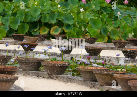 Les jardins de l'eau célèbre Labor-Marliac pour cultiver des nénuphars Banque D'Images