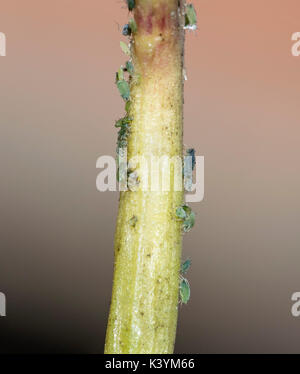 Les pucerons, les pucerons et les insectes Les insectes, au cours d'une des tiges et des feuilles des plantes, macro Banque D'Images