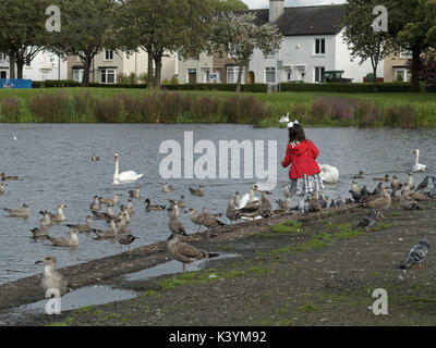 Petite fille dans un manteau rouge l'alimentation des oiseaux en Knightswood Park Glasgow Pond, cygnes mouettes Banque D'Images