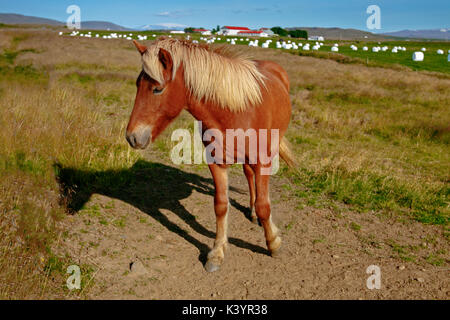 Icelandic Horse [Equus ferus caballus]. L'Islande. Banque D'Images