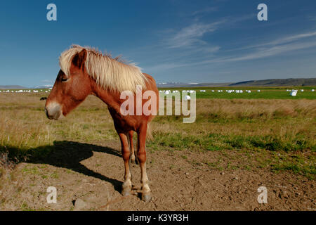 Icelandic Horse [Equus ferus caballus]. L'Islande. Banque D'Images
