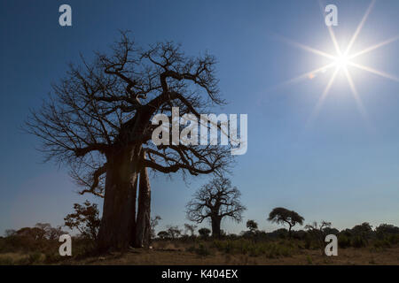 Silhouette d'un Baobab (Adansonia digitata) à considérer sur l'horizon et soleil Banque D'Images