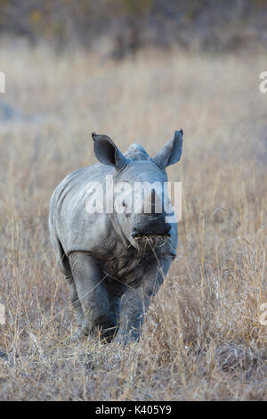 Vue frontale d'un bébé rhinocéros blanc avec de l'herbe dans sa bouche (Ceratotherium simum) Banque D'Images