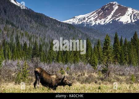 Près de Grand Lake, Colorado. Sur le côté ouest de Rocky Mountain National Park. Banque D'Images