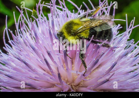 Plan macro sur une abeille la collecte du pollen de fleur pourpre Banque D'Images