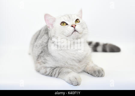 Joli chat avec des cheveux gris-blanc. Banque D'Images