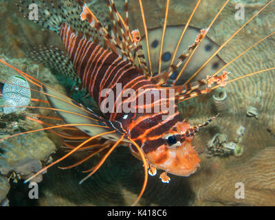 Poisson-papillon sur le corail, Philippines Banque D'Images