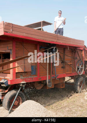 Agriculteur sur old vintage machine récolte de blé aux Pays-Bas Banque D'Images