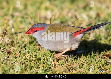 Sourcils rouges finch Banque D'Images