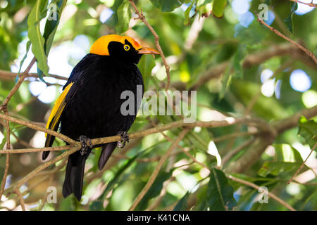 Regent bower bird Banque D'Images