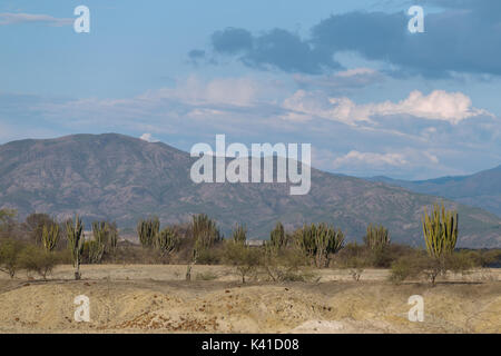 Big cactus dans le désert rouge, désert tatacoa, la Colombie, l'Amérique latine, de nuages et de sable, dans le désert de sable rouge Banque D'Images