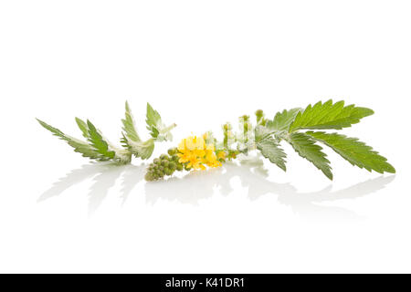 Aigremoine Agrimonia eupatoria, communs, clochers ou sticklewort isolé sur fond blanc. Remède Naturel, plante médicinale. Banque D'Images